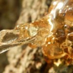 Protect your car from tree sap damage
